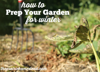 CLEAN UP YOUR FALL GARDEN