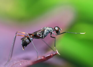 10 Secrets to keep Mosquitoes Away from Yard