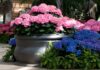 CHANGING HYDRANGEAS FROM PINK TO BLUE