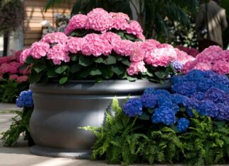 Changing Hydrangeas from Pink to Blue: How to do
