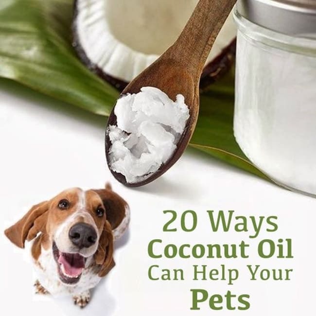 20 Ways Coconut Oil can Help your Pets ~ NONDON