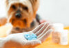 Household Medications for Pets Chart - Acceptable Human Meds