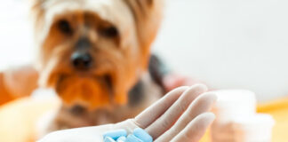 Household Medications for Pets Chart - Acceptable Human Meds