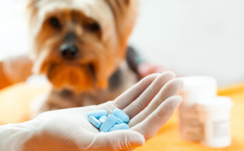 Household Medications for Pets Chart - Acceptable Human Meds