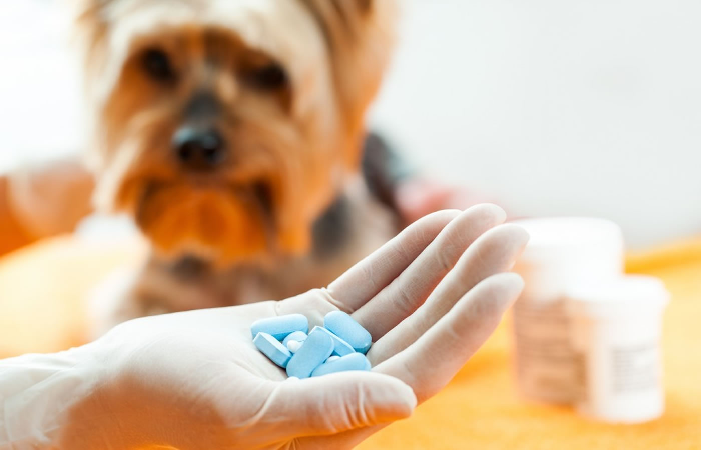 Household Medications for Pets- List of Acceptable Human Meds