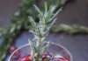 Cranberry & Rosemary White "Christmas" Sangria