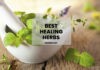 8 Best Healing Herbs Just For You