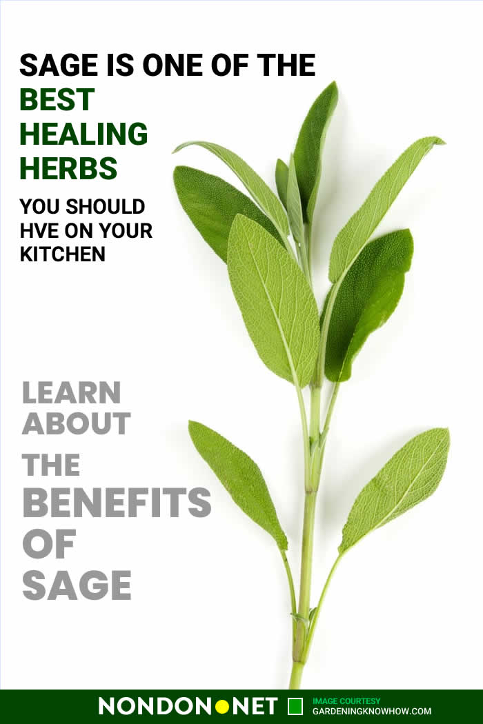 Sage is one of Best Healing Herbs you should have on your Kitchen #BestHealingHerbs #HealingHerbs #BestHerbs #Cinnamon #Basil #Sage #Cloves #CayennePepper #Rosemary #CarawaySeed #Turmeric