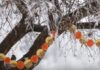 DIY-Apple & Oranges Birdseed Garland