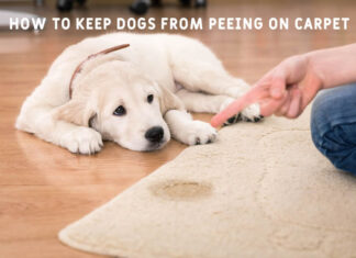 How to Keep Dogs From Peeing on Carpet