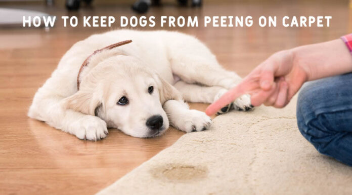 How to Keep Dogs From Peeing on Carpet