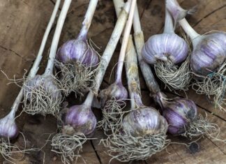How To Grow Garlic From A Single Clove