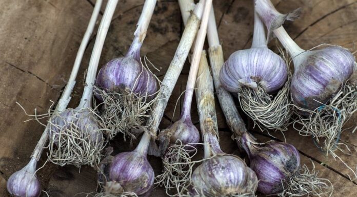 How To Grow Garlic From A Single Clove