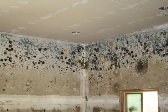 How To Get Rid Of Black Mold