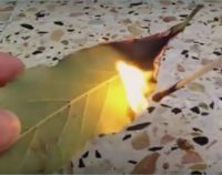 Burn A Bay Leaf In Your House.. The Reason?