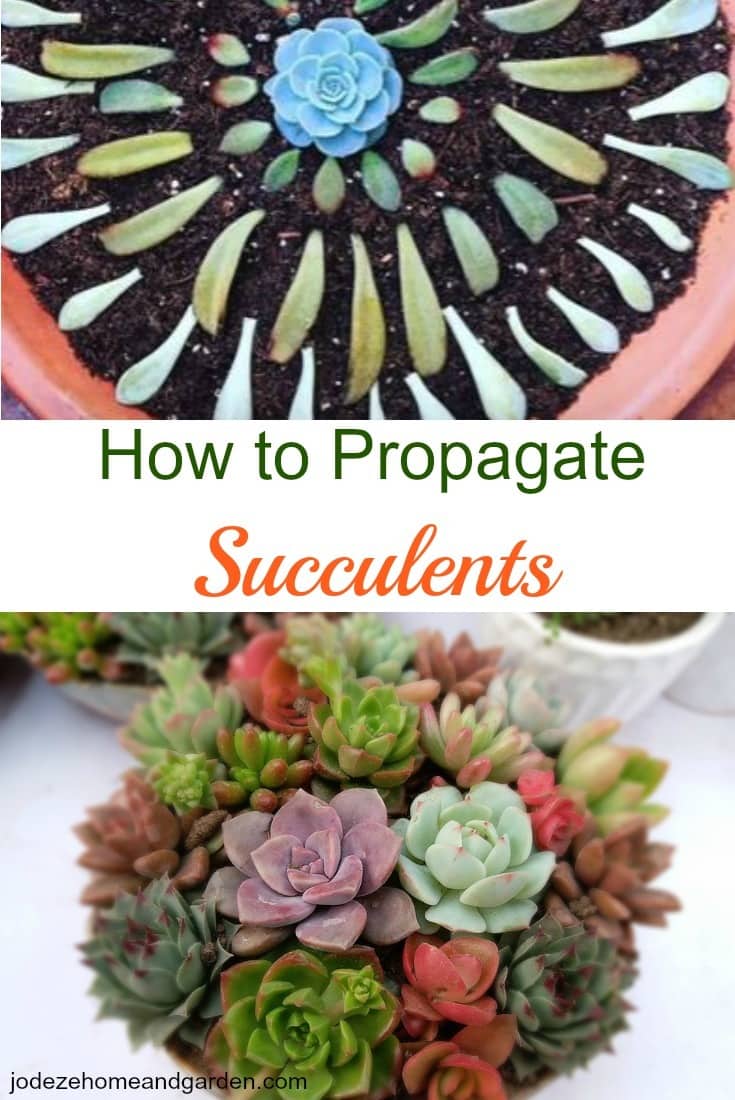 How to Propagate Succulents • NONDON