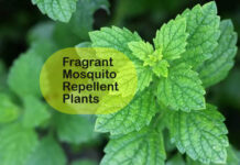Fragrant Mosquito Repellent Plants
