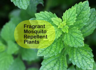 Fragrant Mosquito Repellent Plants
