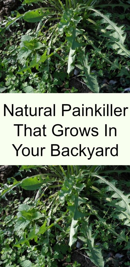 The Best Natural Painkiller That Grows In Your Backyard