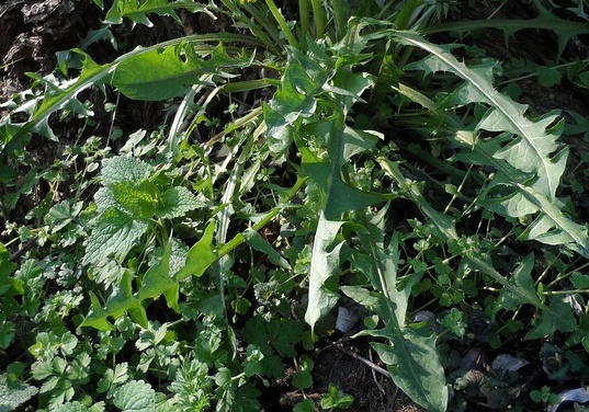 The Best Natural Painkiller That Grows In Your Backyard
