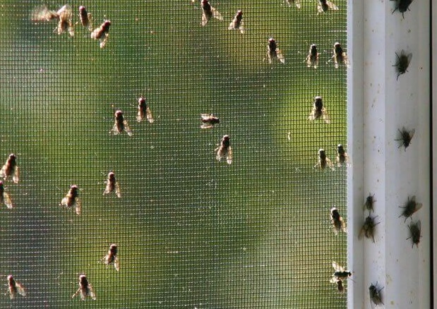 How To Get Rid Of Flies In Your House Naturally