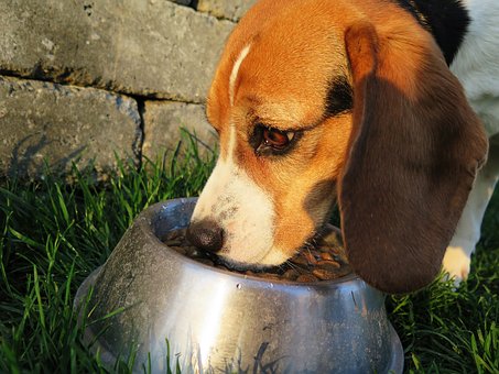HOW TO KEEP YOUR DOG FROM EATING SO FAST