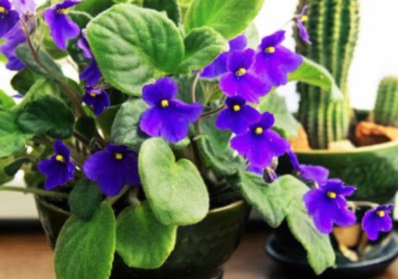 how-to-grow-african-violets-from-leaf-cuttings