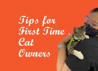 Tips for First Time Cat Owners