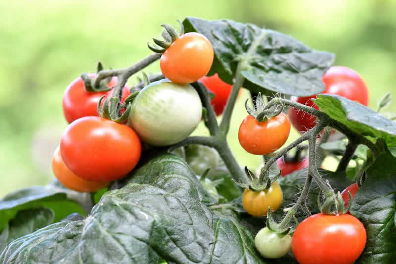 How Pruning Improves Tomato Harvest and 6 Simple Pruning Tips