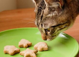 Healthy Homemade Cat Treats: 6 Tips to Safely Prepare