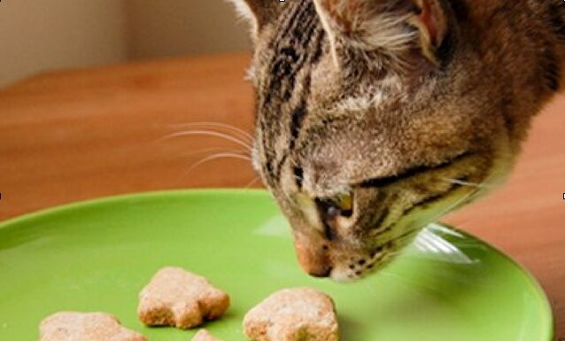 Healthy Homemade Cat Treats: 6 Tips to Safely Prepare